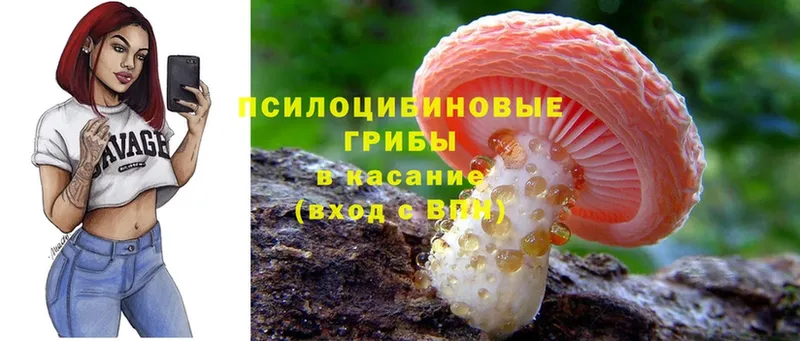 как найти наркотики  Спасск-Рязанский  Псилоцибиновые грибы Cubensis 